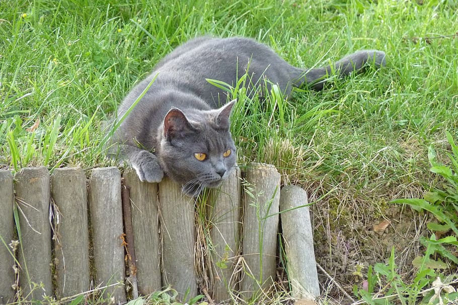 grey cat on green grass, carthusian, pussy, blue, animal themes, HD wallpaper