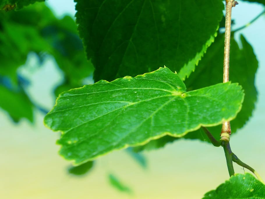 green leaf, branch, krupnyj plan, plant part, green color, close-up HD wallpaper
