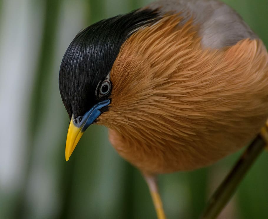 close up photo of brown and black bird, close-up photography of brown and black bird