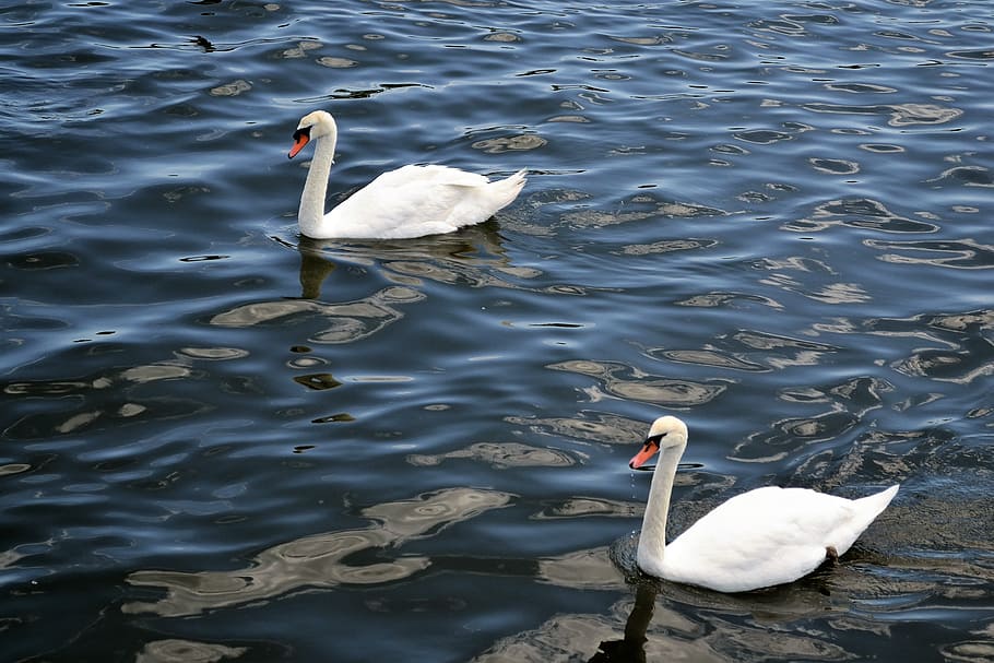swans, river, lake, floating, birds, animals, swimming, swimmers HD wallpaper