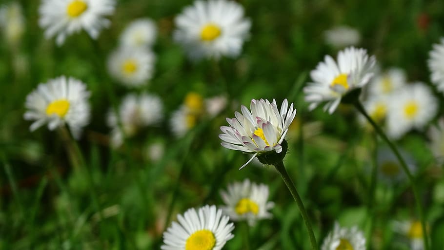 daisy, flower, spring, white flower, perennial daisy, nature HD wallpaper
