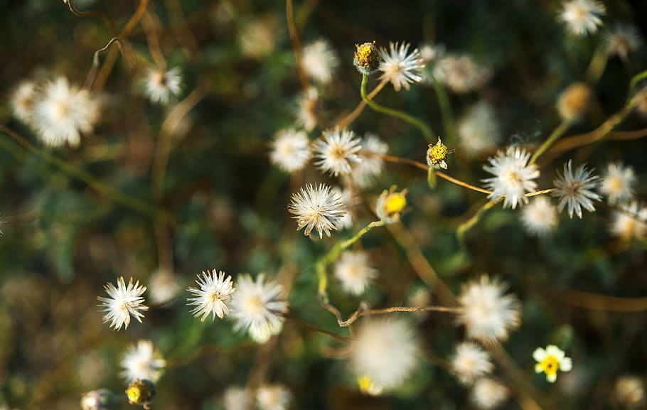 White Dandelion Flower, flowers, nature, tree, wild flowers, flowering plant HD wallpaper