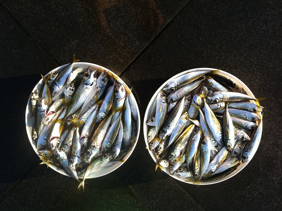 Fish, Shells, Sardines, close-up, shiny, metal, silver - metal HD wallpaper