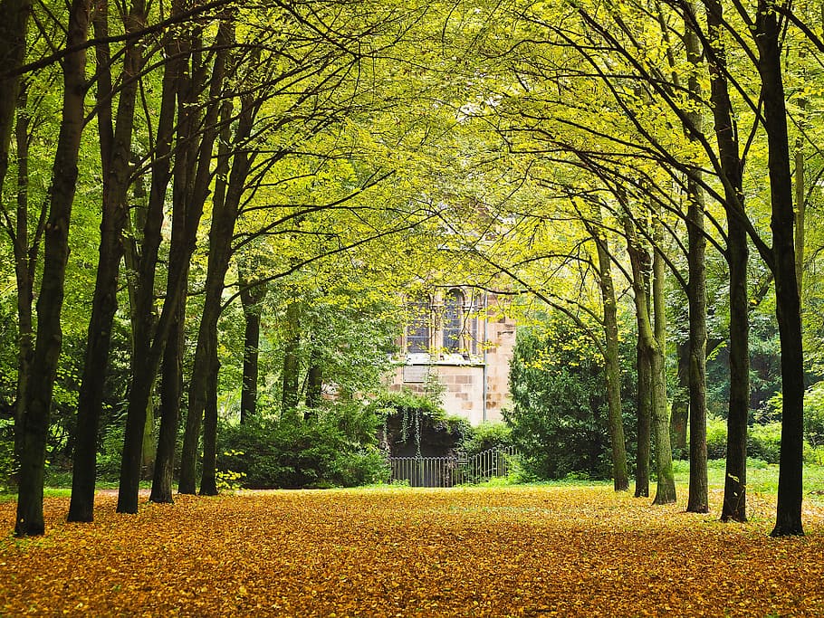 house surrounded by trees, park, avenue, away, nature, autumn HD wallpaper