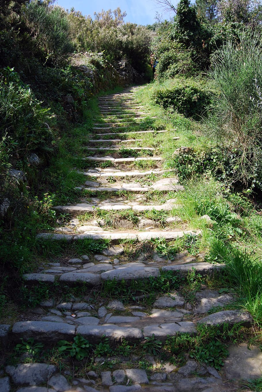 scale, stones, grass, green, plant, staircase, growth, nature HD wallpaper