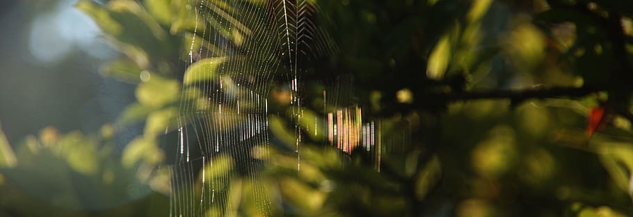 background, cobweb, section, close, structure, nature, network