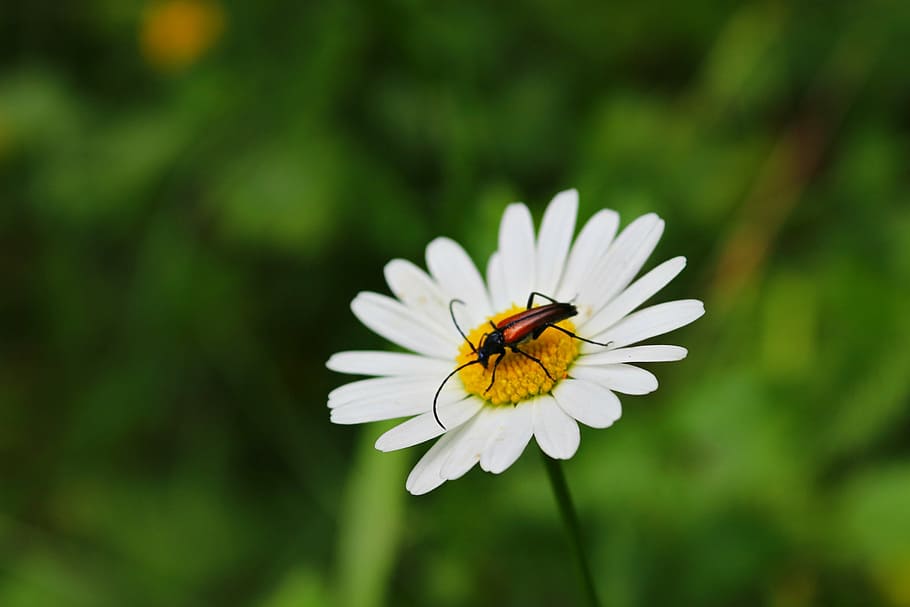 chamomile, beetle, flower, summer, sunny, nature, insect, close-up HD wallpaper