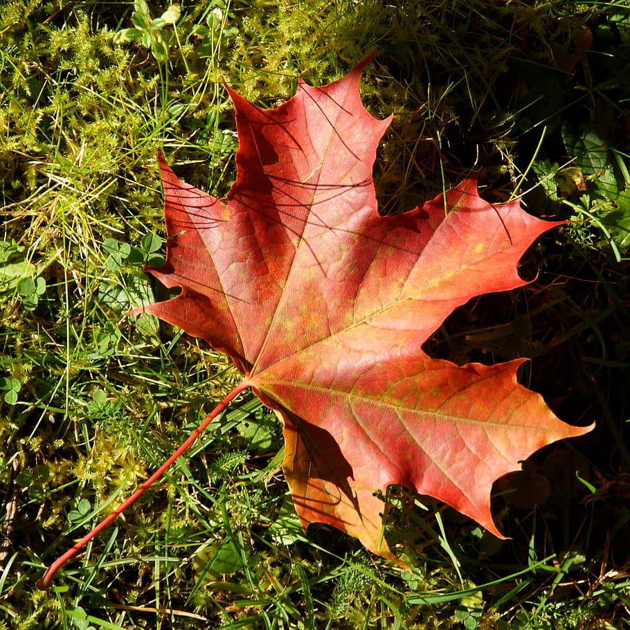 the maple leaf, autumn, red, dropped, plant part, nature, change HD wallpaper