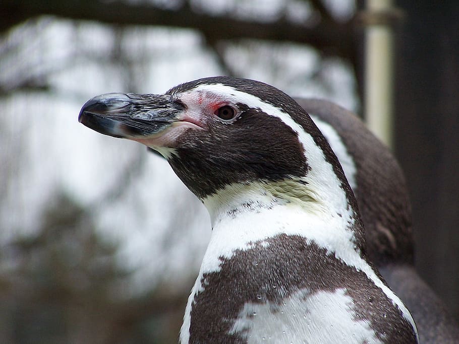 penguin, animals, humboldt penguin, peruvian penguin, birds, HD wallpaper