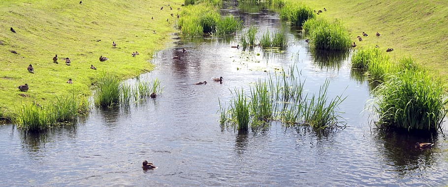pond, river, scrubs, ducks, green, nature, park, water, landscape HD wallpaper