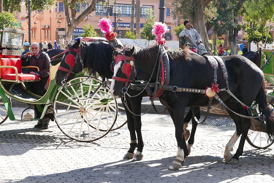 marrakech, morocco, domestic animals, animal themes, city, vertebrate HD wallpaper