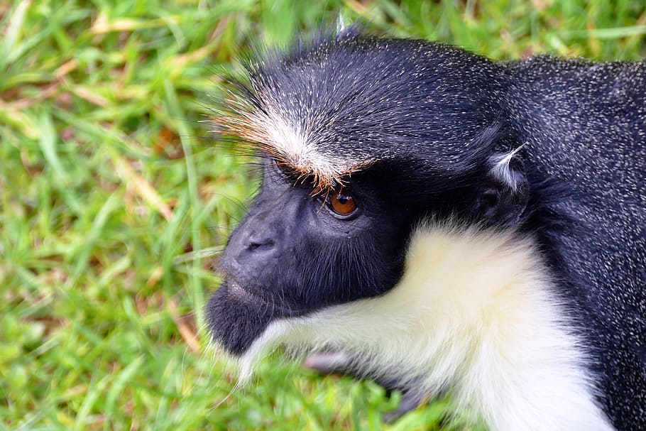 Monkey, Ape, Animal, Cute, Primate, mammal, wild, wildlife HD wallpaper