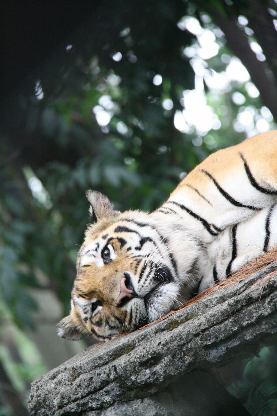 tiger, sleepy, big, cat, animal themes, mammal, animal wildlife HD wallpaper