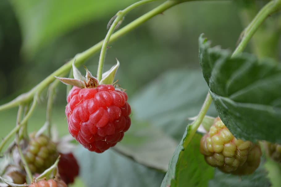 raspberries, bush, red, berry, garden, plant, summer, food and drink HD wallpaper