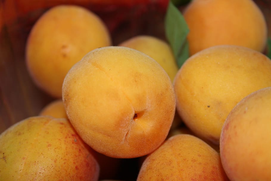 apricot, fruit, wachau, vitamins, food and drink, healthy eating, HD wallpaper