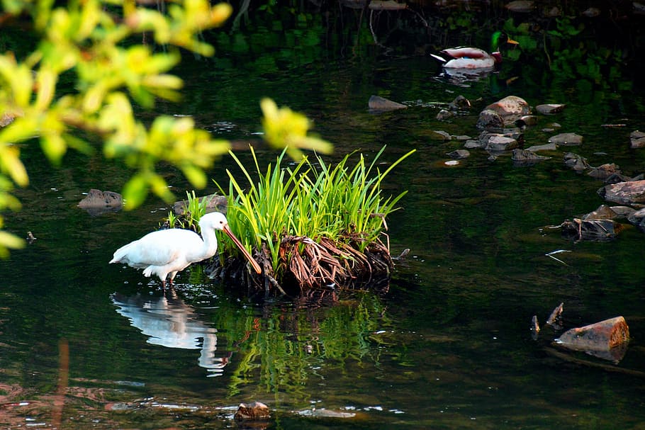 spatula, bird, river, animal themes, water, vertebrate, animals in the wild HD wallpaper