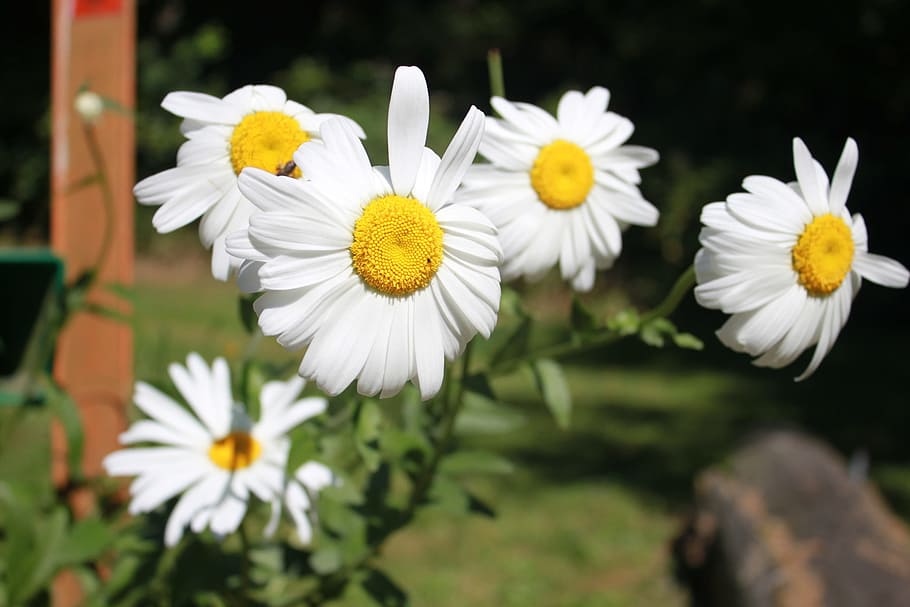 flower, daisy, nature, spring, white, floral, plant, bloom HD wallpaper