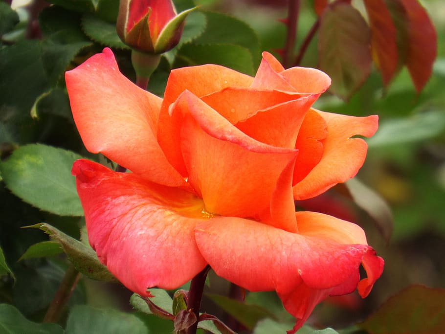 flower, nature, plant, leaf, garden rose, flowering plant, beauty in nature HD wallpaper