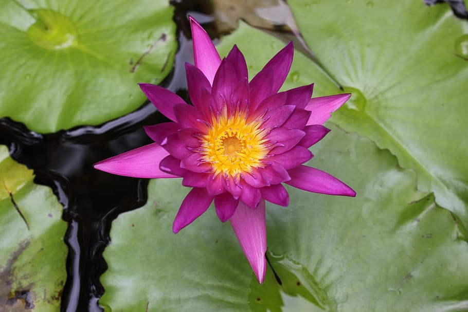 lotus flower, flowers, nature, flowering plant, petal, beauty in nature HD wallpaper