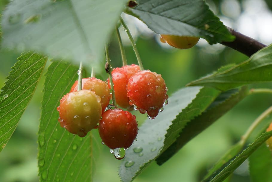 cherries, raindrop, summer, close, garden, fruit, healthy eating HD wallpaper
