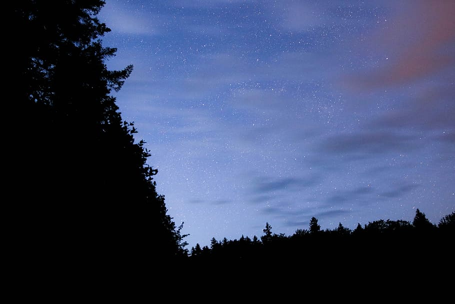 green trees, silhouette of trees during golden hour, forest, night HD wallpaper