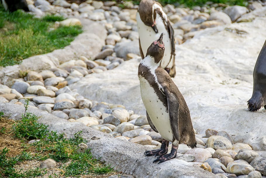 Penguin, Sweet, Animal, together, two, cute, curious, recovered HD wallpaper