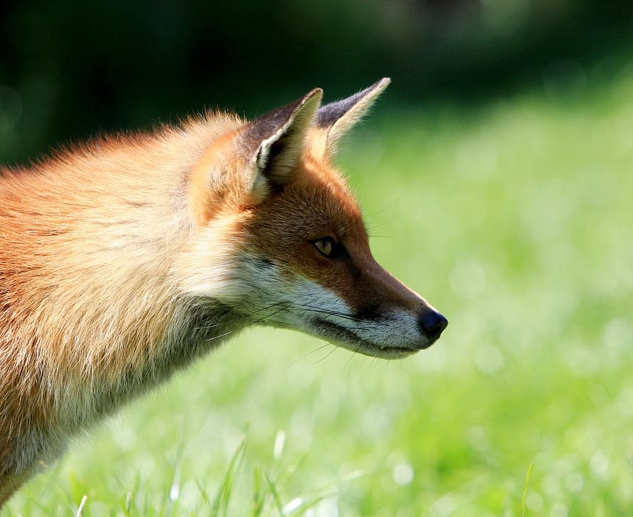 selective focus photography of fox, red, animal, wild, wildlife HD wallpaper