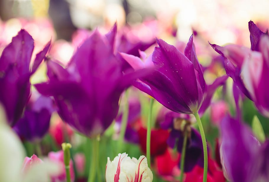 flower, two piece, violet, flowering plant, beauty in nature HD wallpaper