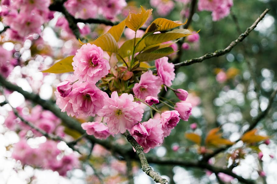 flowers, tree, spring, blossom, nature, pink, branch, pink Color HD wallpaper