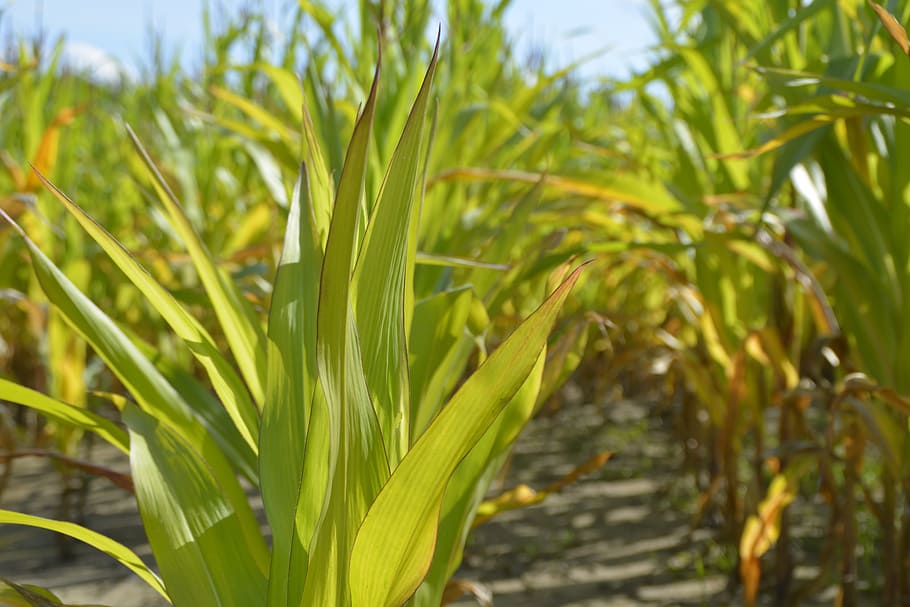 corn, plant, young, summer, nature, agriculture, food, crop HD wallpaper
