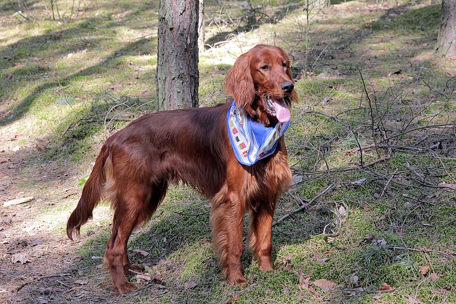 dog, animal, setter, mammal, animal themes, pets, one animal HD wallpaper