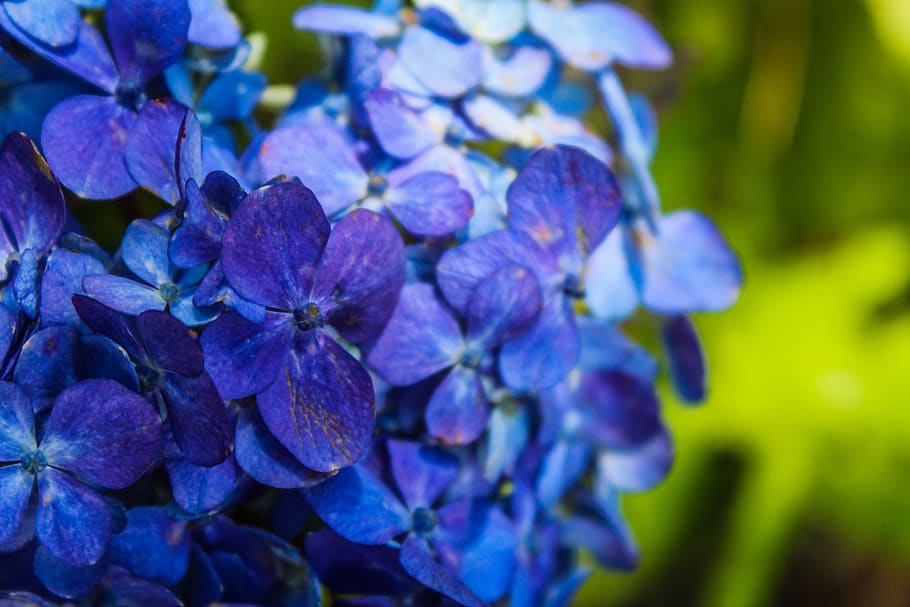 nature, plant, flower, garden, summer, leaf, hortensia, blue, HD wallpaper