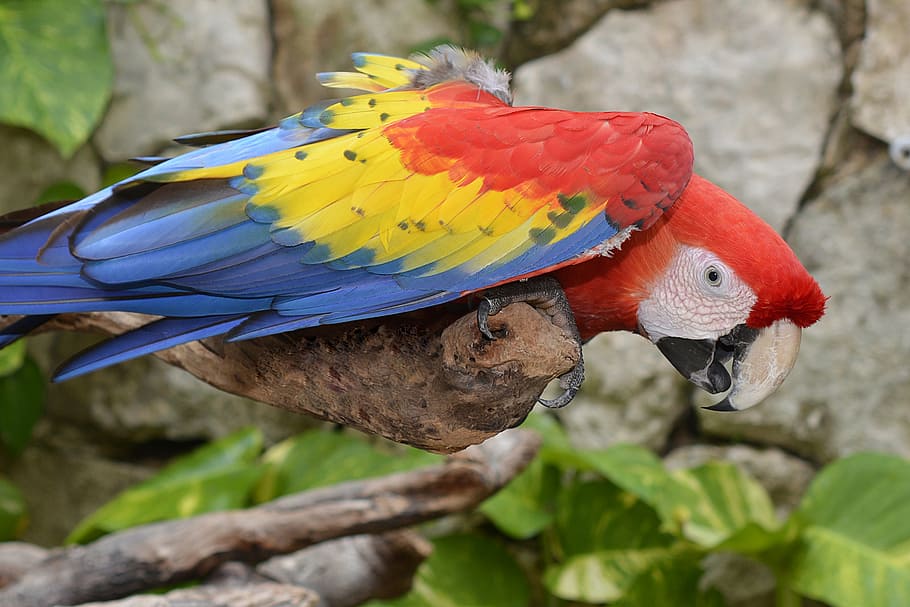 blue, yellow, and red bird, parrot, ara, colorful, plumage HD wallpaper