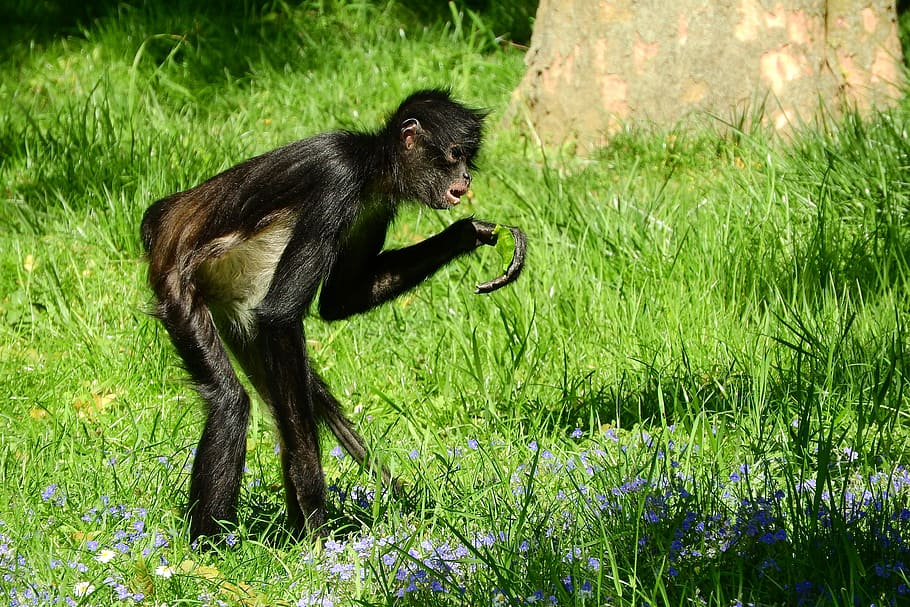 Geoffroy'S Spider Monkey, ateles geoffroyi, primates, the prague zoo