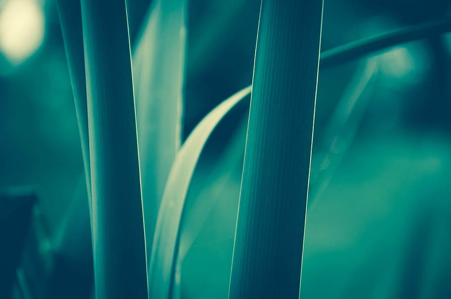 close-up photo of green leafed plant, shallow focus of green plant HD wallpaper
