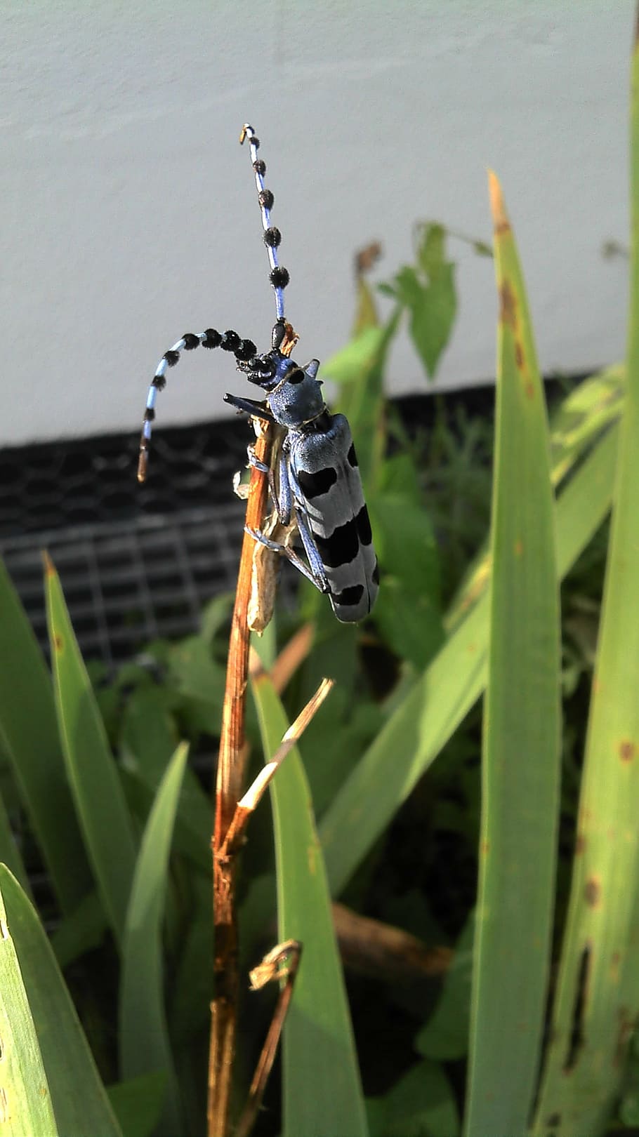 alpine goat, beetle, insect, plant, nature, invertebrate, animals in the wild HD wallpaper