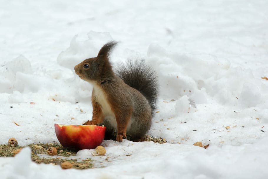 squirrel on snow ground in front of sliced apple during daytime HD wallpaper