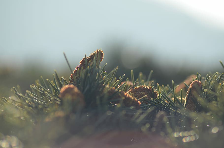 selective focus photography of green grass, shallow lens photography of green grass during daytime HD wallpaper
