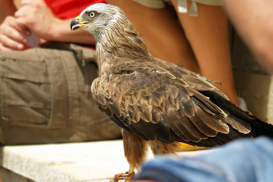 Ave, Coach, Trained, ave trained, one animal, bird, animal wildlife HD wallpaper