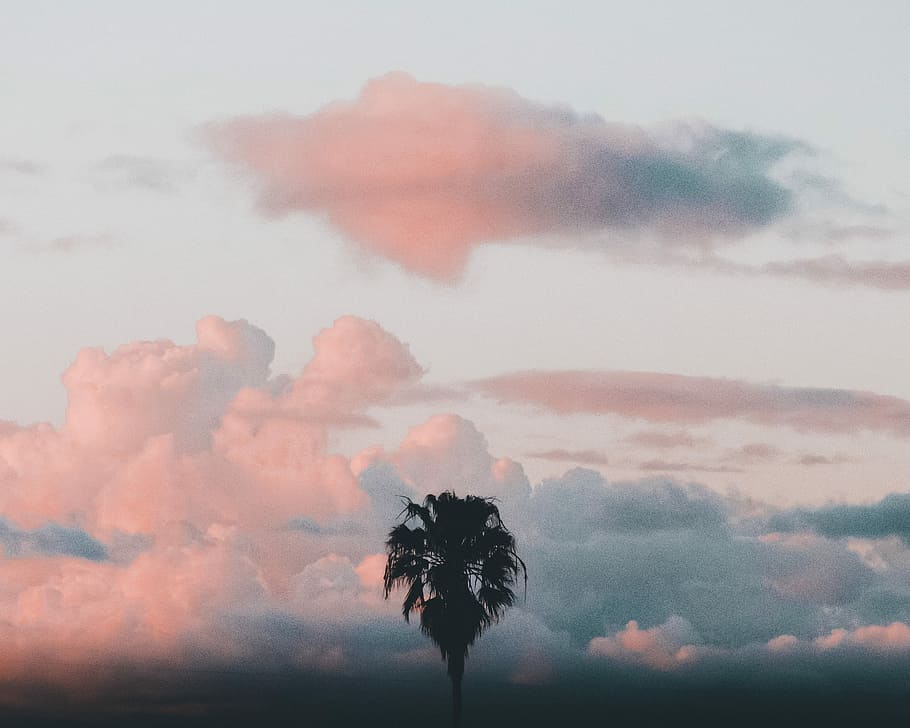 palm tree and clouds scenery photography, silhouette of tree under gray clouds HD wallpaper