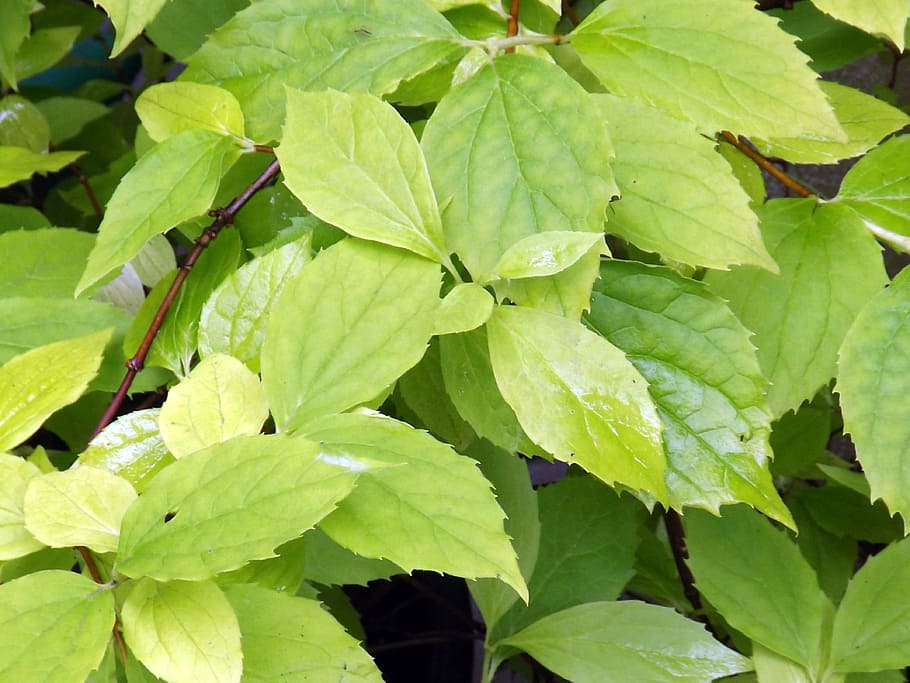 Leaves, Green, Green, Yellow, Leaf, Natural, environment, freshness HD wallpaper