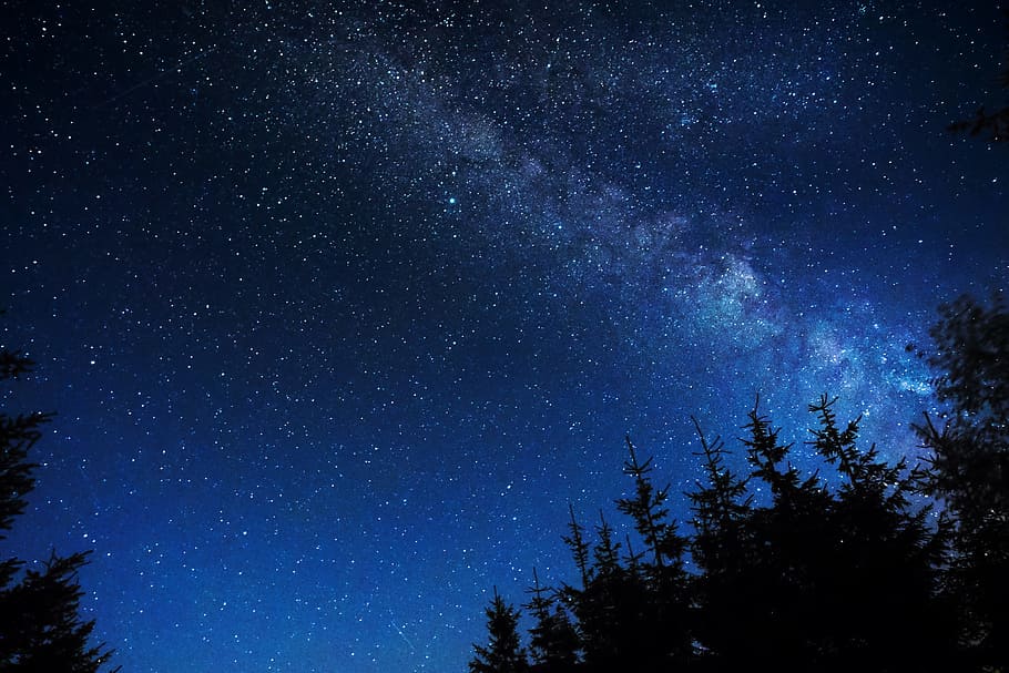 silhouette of trees under night stars, white stars at nighttime HD wallpaper