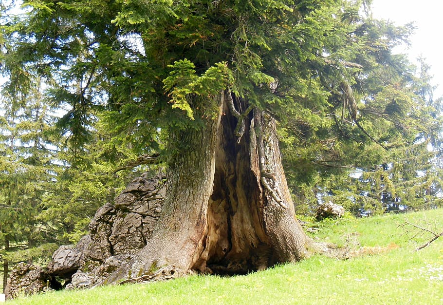photo of green leafed tree, log, cave, tree cave, old tree HD wallpaper