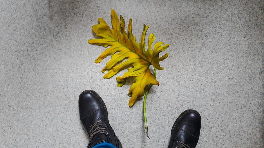boot, gray, leaf, orange, shoe, nature, men, low section, body part HD wallpaper