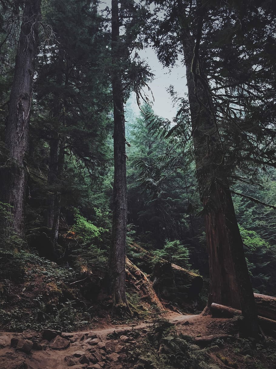 photograph of woods, pathway near trees towards forest, woodland HD wallpaper