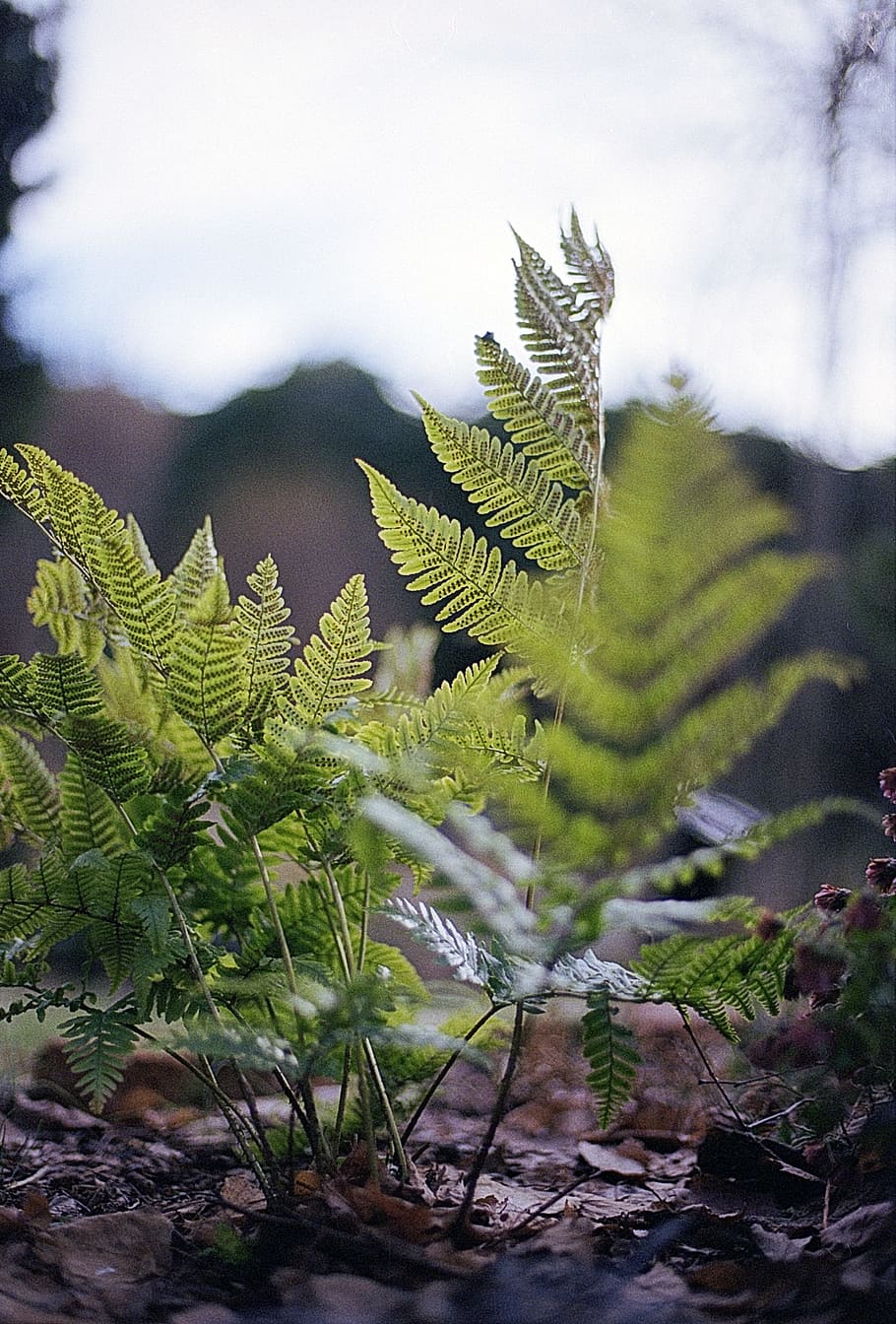 leaf, nature, flora, tree, outdoors, fern, wood, environment HD wallpaper