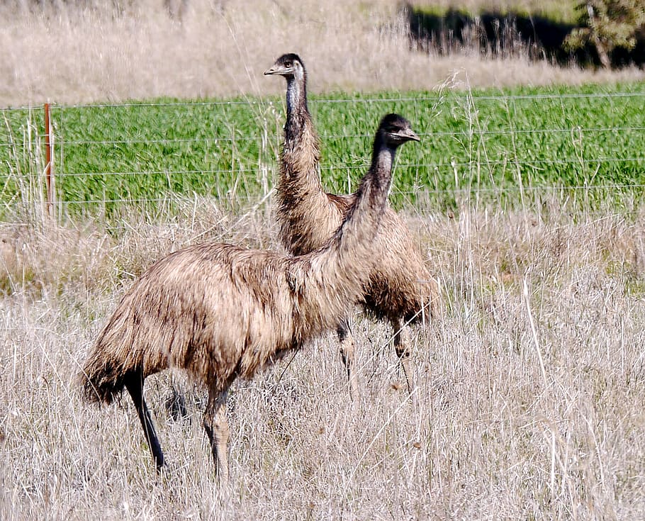 emu, nsw, australia, bird, animal themes, animals in the wild