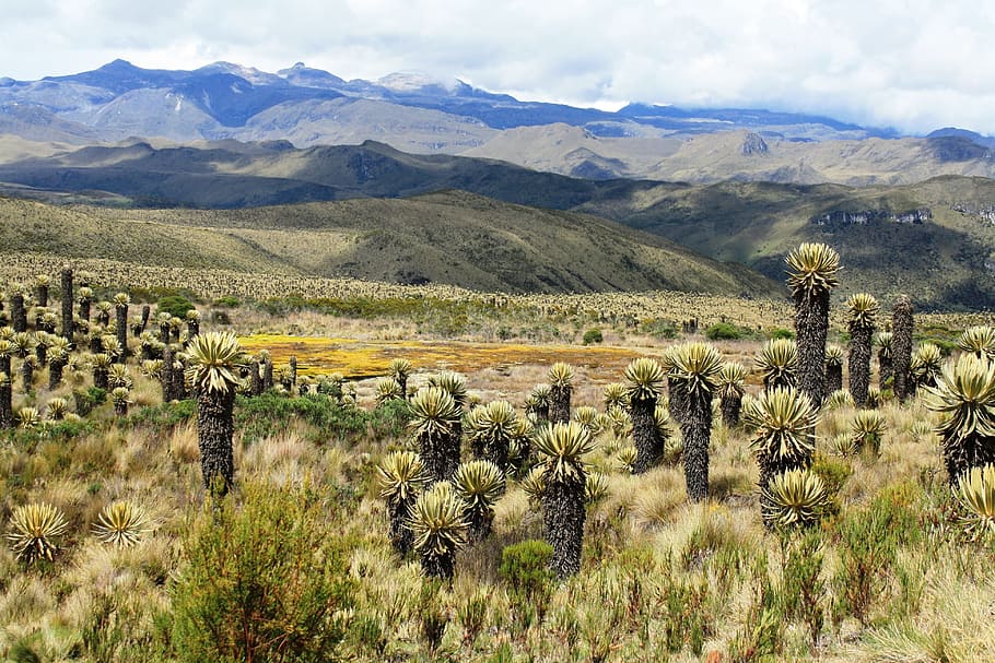 moor, tolima, frailejones, plant, scenics - nature, landscape