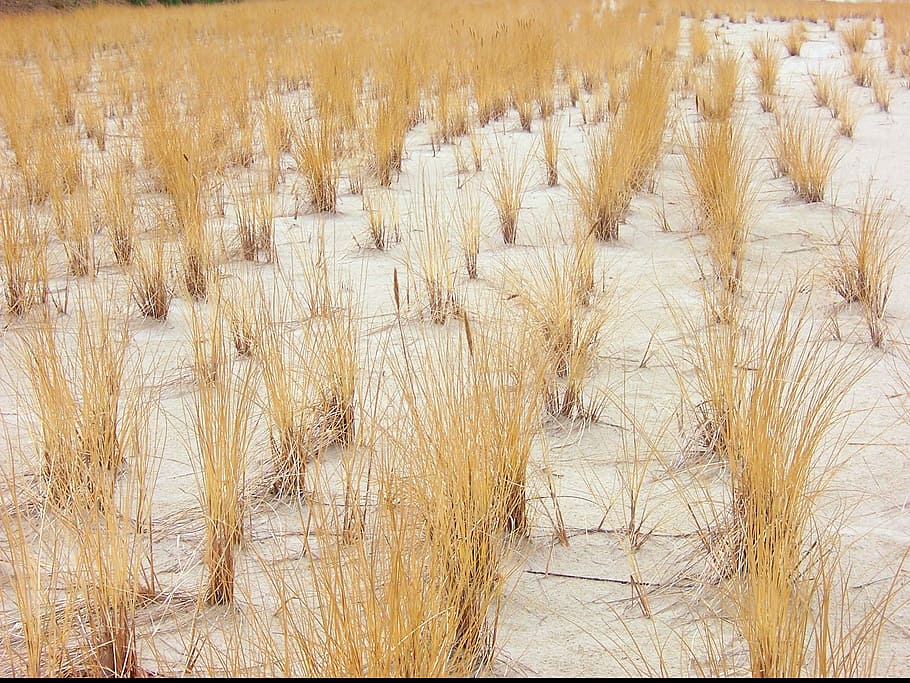 oats, dune, beach, yellow, white, grasses, plant, no people HD wallpaper