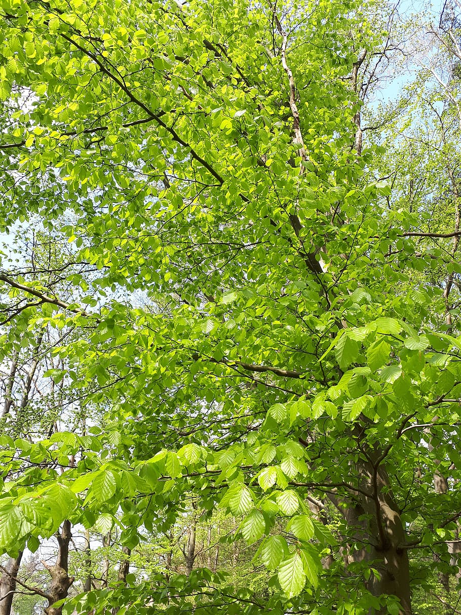 nature, sheet, plant, environment, tree, growth, green color HD wallpaper